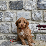 Versatile labradoodle puppies that can adapt to different environments and lifestyles