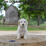 Olathe Labradoodle puppies for sale