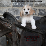 Omaha Labradoodle Puppies For Sale