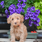 Buffalo Grove, IL Labradoodle Puppy Breeder