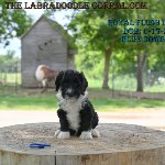 Overland Park Labradoodle puppies for sale