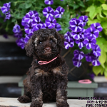 Joliet labradoodle breeder: puppies for sale