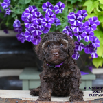 Covington Labradoodle puppies for sale