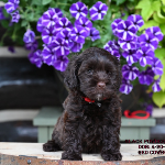 Fairfield Labradoodle puppies for sale