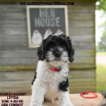 Mason Labradoodle puppies for sale