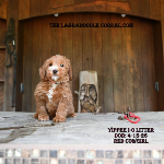 Florence Labradoodle puppies for sale