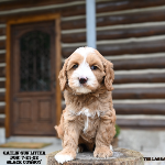 South Bend Labradoodle puppies for sale