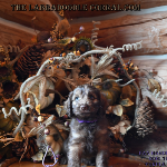 Sterling Heights labradoodle puppies for sale