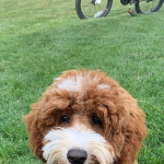 St. Louis Labradoodle Puppies For Sale