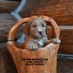 Tinley Park labradoodle puppies for sale