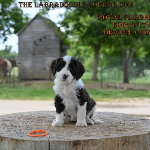 Toledo Labradoodle puppies for sale