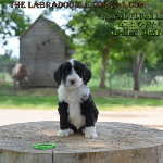 Topeka Labradoodle puppies for sale