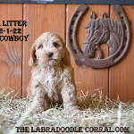 Westfield Labradoodle puppies for sale