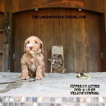Bellevue Labradoodle puppies for sale