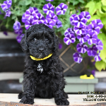 Tinley Park labradoodle puppies for sale