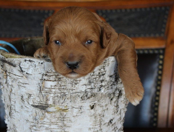 Woodbury labradoodle breeder: puppies for sale or guardian dogs for adoption