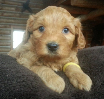 Adopt labradoodle puppies in Midwest