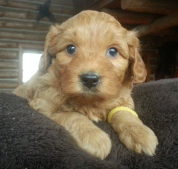 Labradoodle puppies