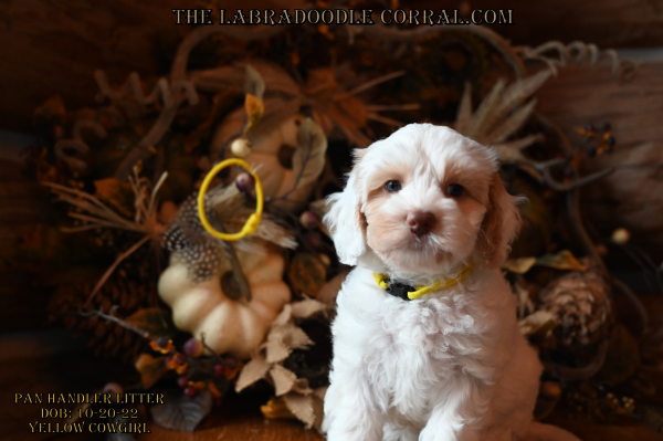 Ann Arbor labradoodle puppies for sale