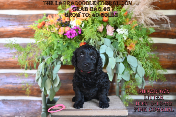 Baraboo WI Hypoallergenic labradoodle puppies that are perfect for allergy sufferers