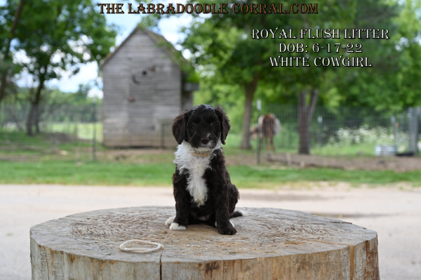 Bellevue Labradoodle puppies for sale
