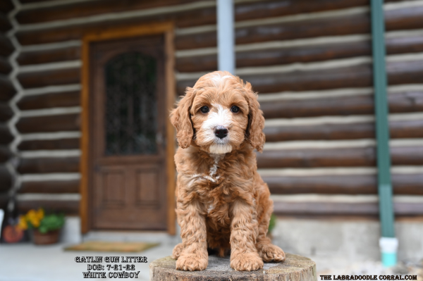 Beloit WI Affectionate labradoodle puppies that crave attention and cuddles