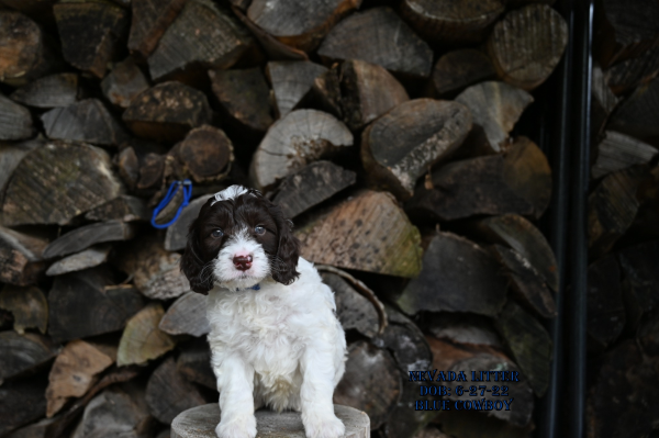 Brookfield Loyal labradoodle puppies that make great companions for their owners