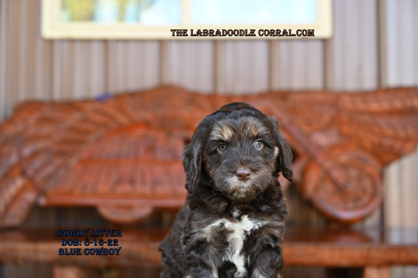 Cincinnati Labradoodle Puppies For Sale