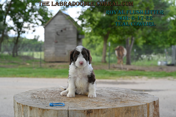 Council Bluffs Labradoodle puppies for sale