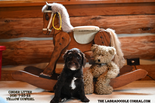 Covington Labradoodle puppies for sale