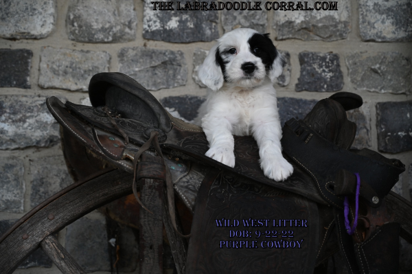 Detroit Labradoodle Puppies For Sale