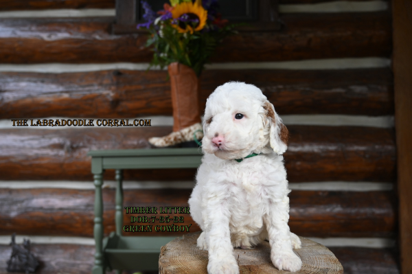 Evansville Labradoodle puppies for sale