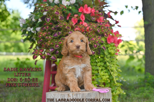 Florence Labradoodle puppies for sale