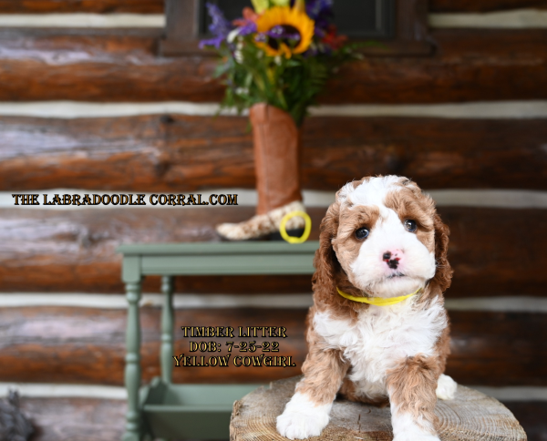 Fort Wayne Labradoodle puppies for sale