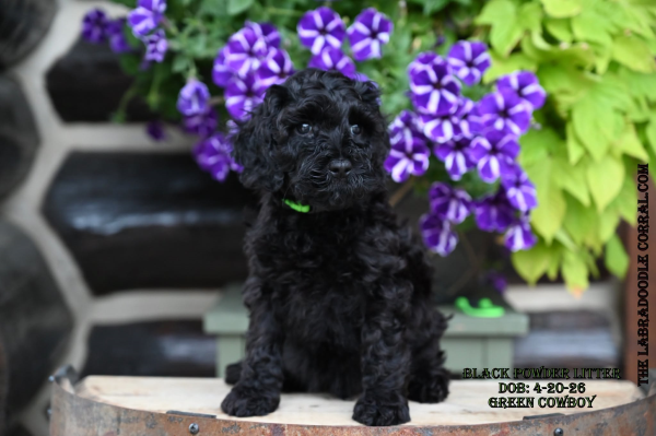 The Labradoodle Corral Australian Labradoodles for sale Independence Labradoodle puppies for sale
