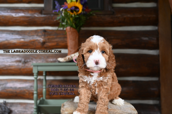 Independence Labradoodle puppies for sale