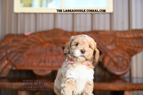 Kansas City Labradoodle Puppies For Sale