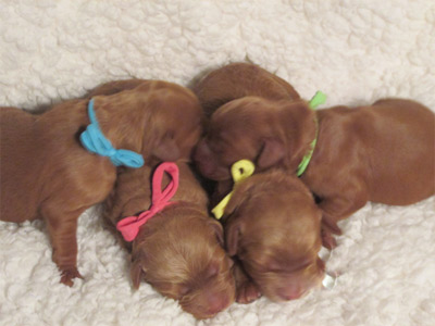 Australian Labradoodle Colors and Coats