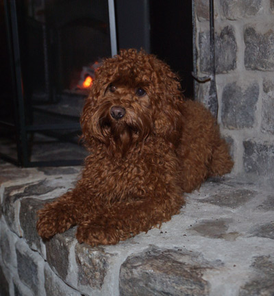 Midwest Labradoodle Breeder