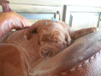 Non Shedding Australian Labradoodle Puppies