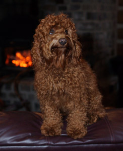 Australian Labradoodle Training