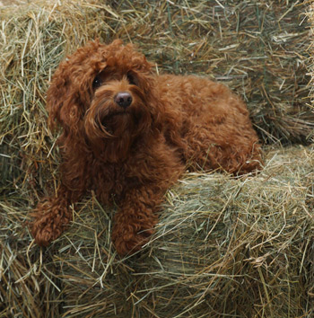 Wisconsin labradoodle dog