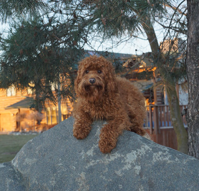  Australian labradoodle temperament and personalities