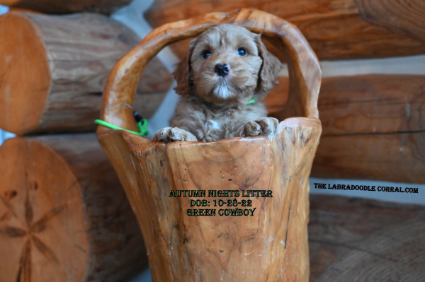 Lansing labradoodle puppies for sale