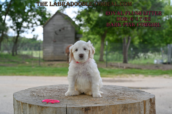 La Vista Labradoodle puppies for sale