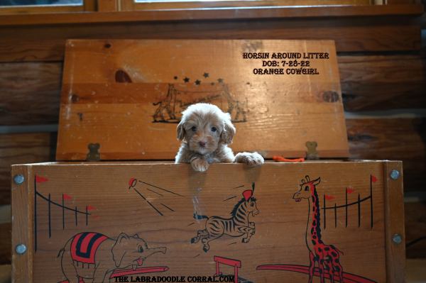 Leavenworth Labradoodle puppies for sale