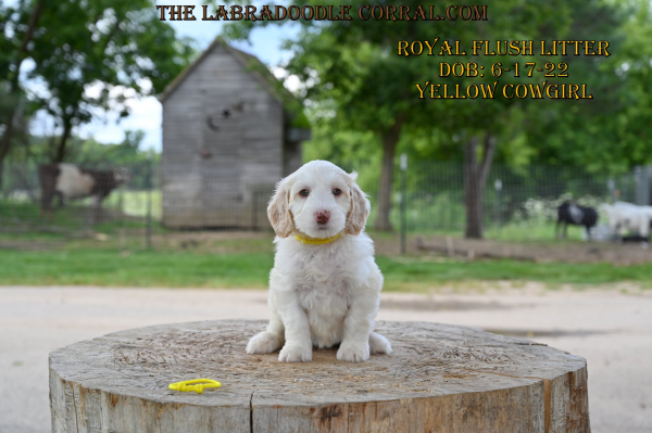 Lincoln Labradoodle puppies for sale