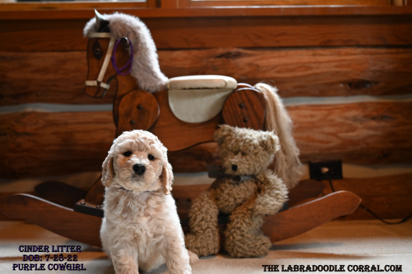 Mason Labradoodle puppies for sale