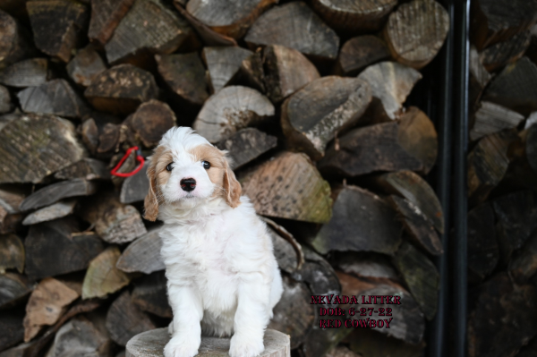Middleton, WI Energetic labradoodle puppies that need plenty of exercise and playtime