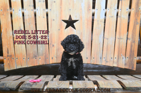 Morris, IL Sociable labradoodle puppies that get along well with other pets